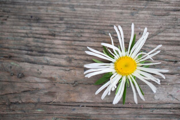 Foto große kamillenblüte auf holzhintergrund