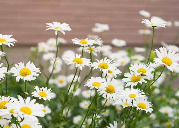 Große Kamillenblüten in einem Blumengarten 2