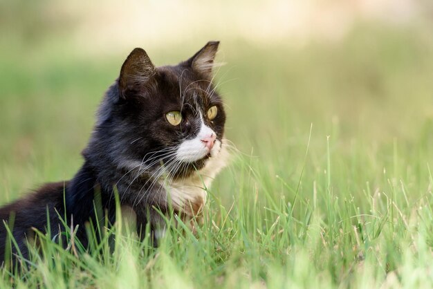 Große Katze, die im grünen Gras sitzt