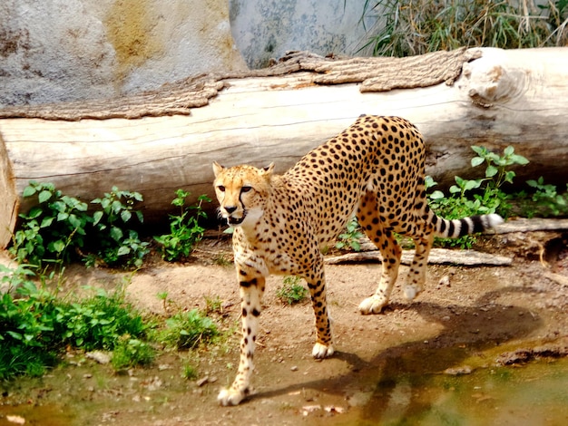 Foto große katze im zoo