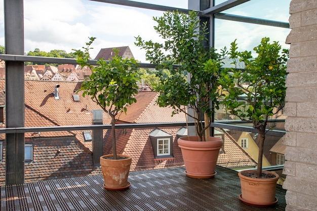 Große Keramikblumentöpfe mit Zitronenbäumen auf einem verglasten Balkon mit Blick auf die deutsche Altstadt.