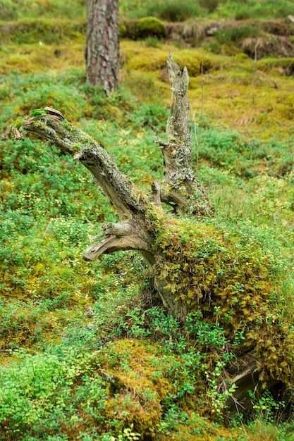 Große Kiefer wächst im Wald von Schottland Der Baum steht am Rande eines Hügels