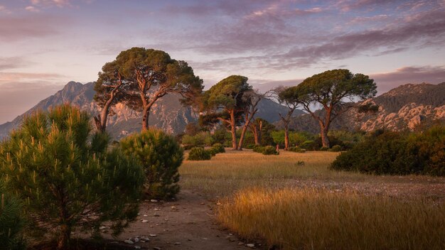 Foto große kiefern über gras und sträuchern mit bergen und leichten wolken am sonnenaufgang am himmel cirali türkei