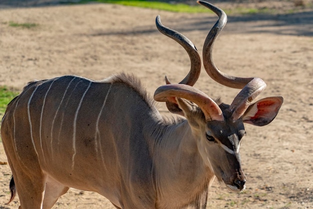 Foto große kudu-antilope