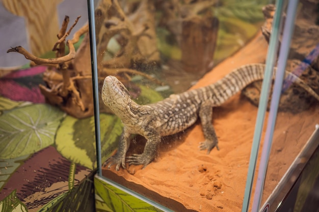 Große Leguaneidechse im Terrarientierhintergrund