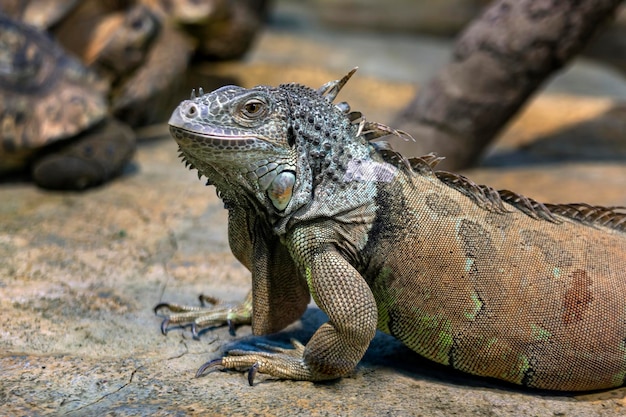 Große Leguaneidechse im Terrarium des Zoos