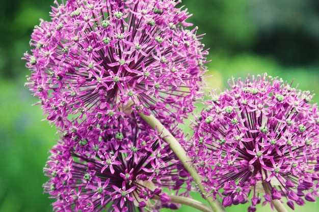 Große lila Blume aus nächster Nähe