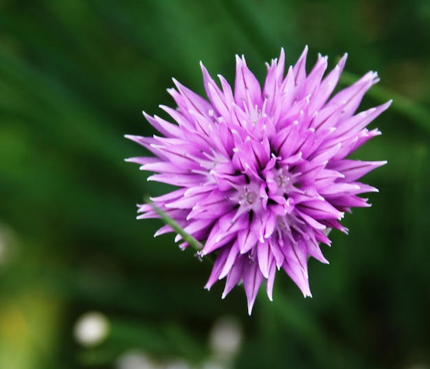 Große lila Blume