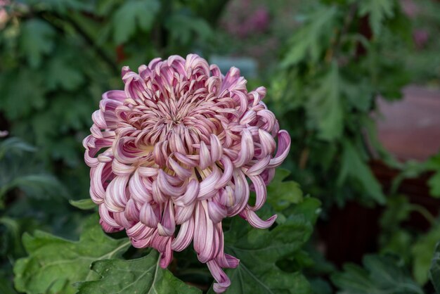 Große lila Chrysanthemen im Park