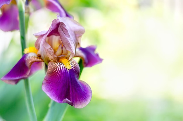 Große lila Irisblume auf verschwommenem Frühlingsnaturhintergrund mit Kopierbereich Helle bunte Blume für Banner oder Kartenhintergrund Selektiver Fokus