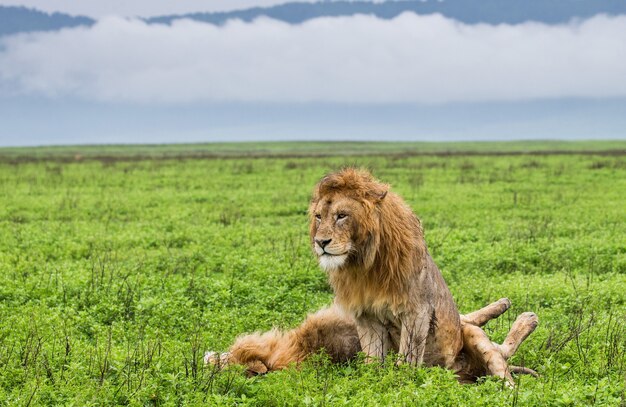 Große Löwen liegen im Gras