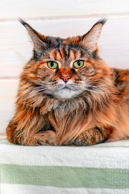 Große Maine-Coon-Katze schaut auf die Kamera und liegt auf der Tagesdecke Porträt einer flauschigen Schildpatt-Katze mit grünen Augen in der Nähe Europäische Maine-Coon-Rasse