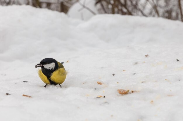 Große Meise. Vogel, der Sonnenblumenkerne im Schnee im Wald isst. Vögel im Winter füttern.