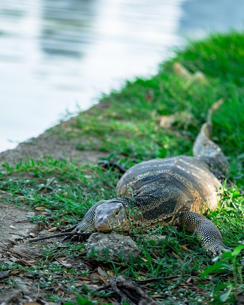 Große Monitoreidechse, die auf Flussufer, Naturhintergrund stillsteht