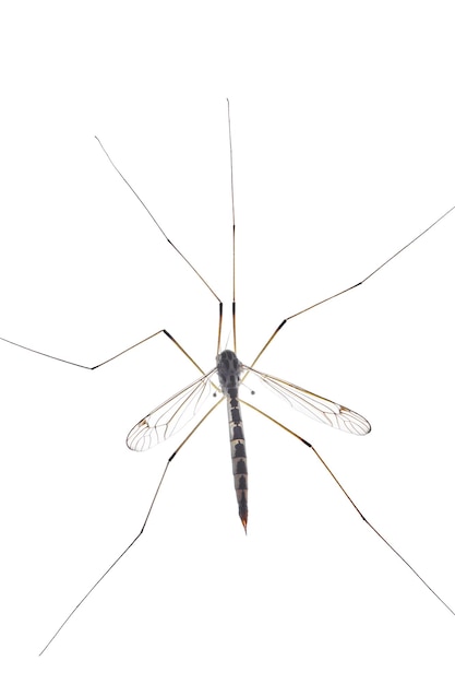 Große Mücke isoliert auf weißem Hintergrund Männliche Mücke mit langen Beinen Insekten mit Flügeln Nahaufnahme von oben