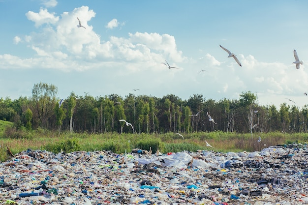 Große Müllhalde vor der Kulisse des Waldes, die Deponie belastet die Umwelt