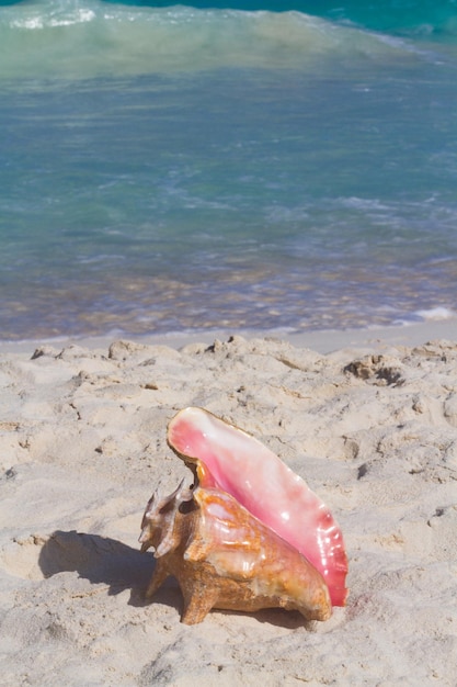 Große Muschel am Strand.