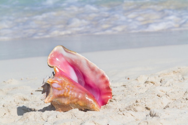 Große Muschel am Strand.