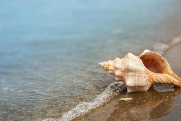 Große Muschel am Strand