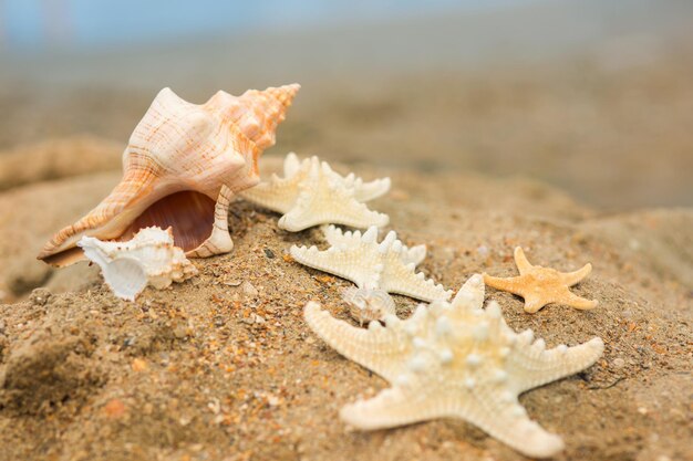 Große Muschel und Seesterne am Strand