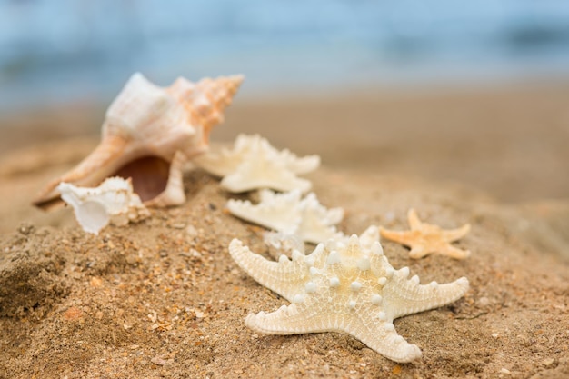 Große Muschel und Seesterne am Strand