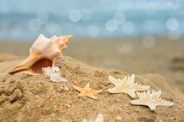 Große Muschel und Seesterne am Strand