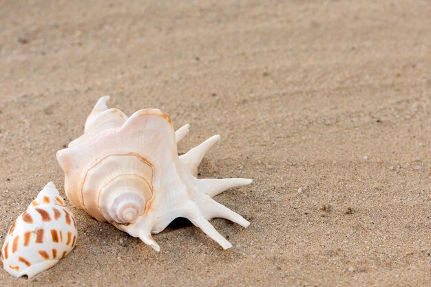 Große Muscheln liegen auf gelbem Sand, sonniger Tag, Platz für Text, Kopierraum