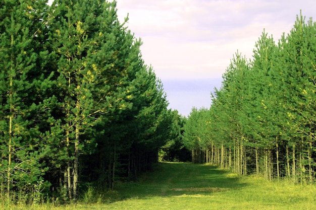 Große Nadelbäume im Wald Schönheit der Natur Waldhintergrund