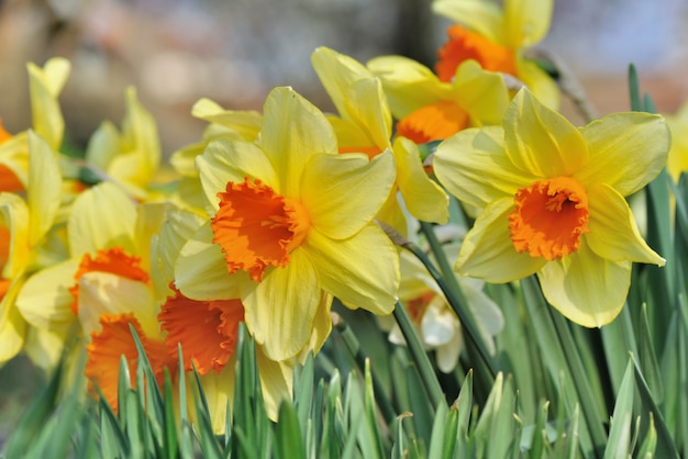 Große Narzissen im Garten