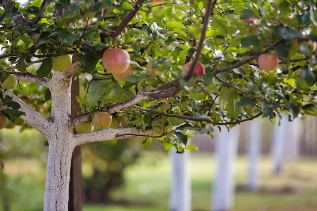 Foto große nette äpfel, die auf rehabilitierten apfelbäumen im sonnigen obstgartengarten auf unscharfem grünem hintergrund reifen.