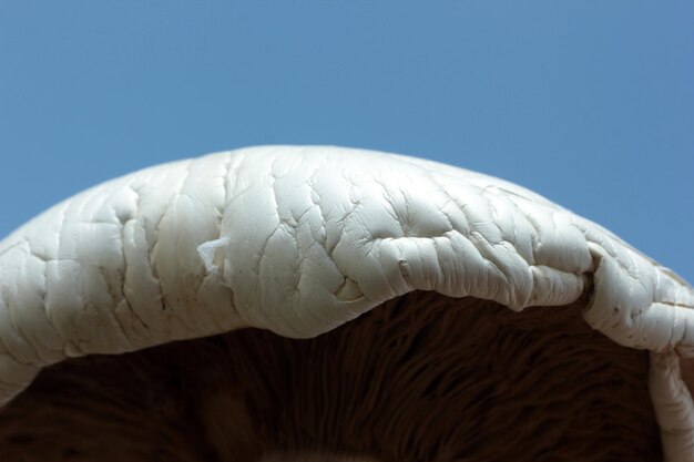 Große Pilznahaufnahme zum Himmel