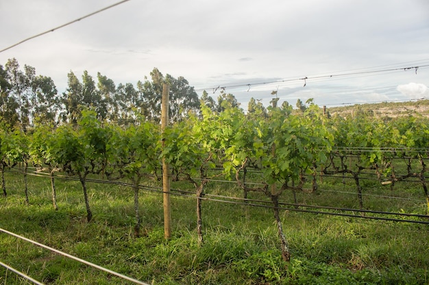 Große Plantage von Trauben am späten Nachmittag