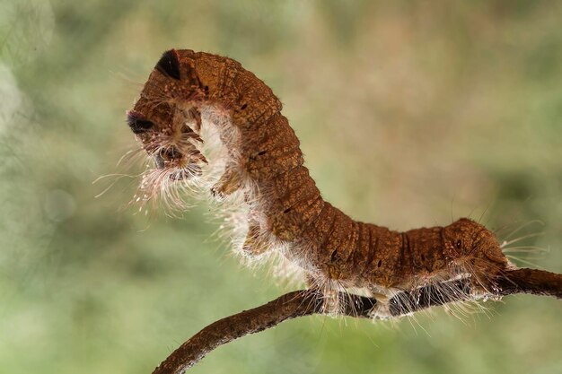 Foto große raupe auf einem zweig