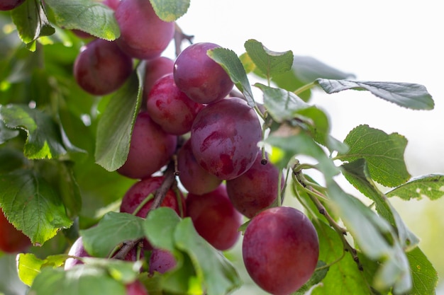 Große reife Pflaumen auf einem Ast im Garten.