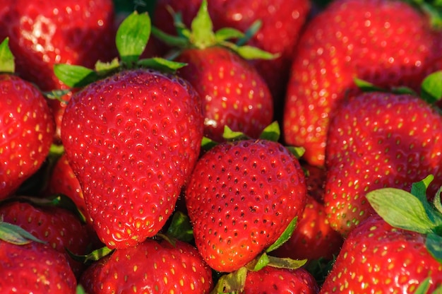 Große reife rote Erdbeeren hautnah