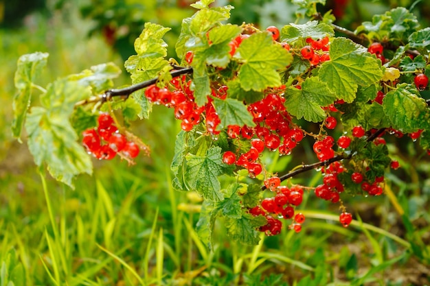 Große reife rote Johannisbeere Leckere Johannisbeere im Garten