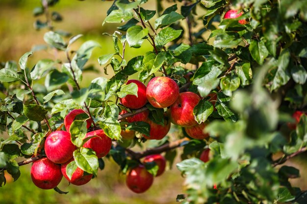 Große reife rote Äpfel, die vom Baumzweig im Obstgarten hängen, bereit für die Ernte