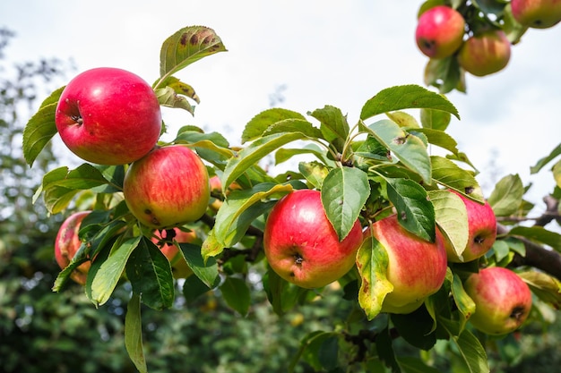 Große reife rote Äpfel, die vom Baumzweig im Obstgarten hängen, bereit für die Ernte