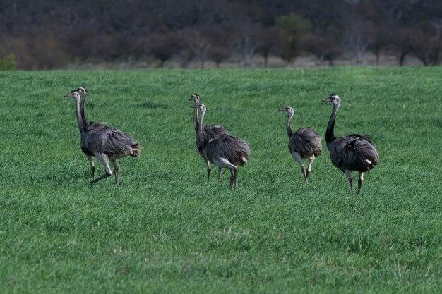 Große Rhea Rhea americana in der Landschaft der Pampas Provinz La Pampa Brasilien