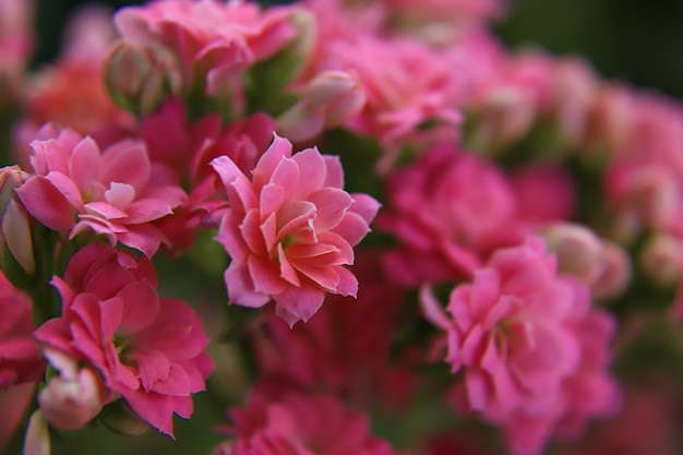 Große rosa Blumen im Garten