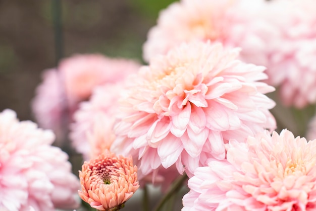 Große rosa Chrysanthemen im Garten im Herbst