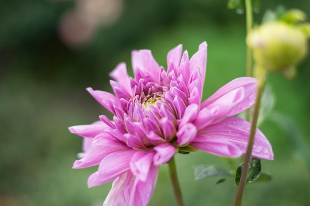 Große rosa Pfingstrose auf einem Hintergrund aus grünen Blättern