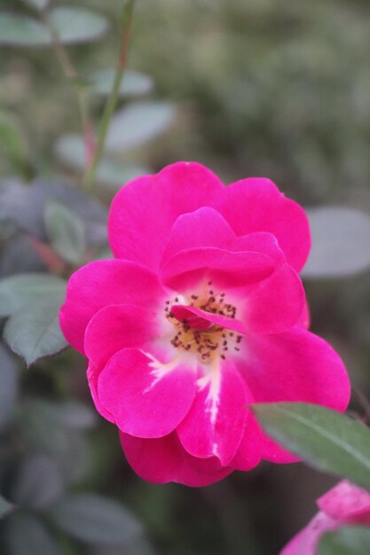 Foto große rosa rose mit grünen blättern