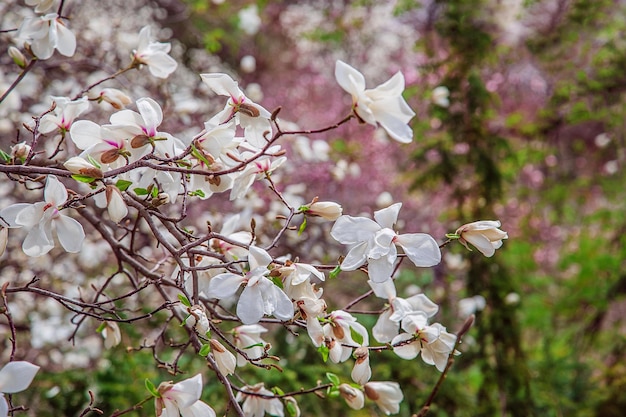 Große rosa und weiße Magnolienbäume blühen an einem Frühlingstag in einem Park