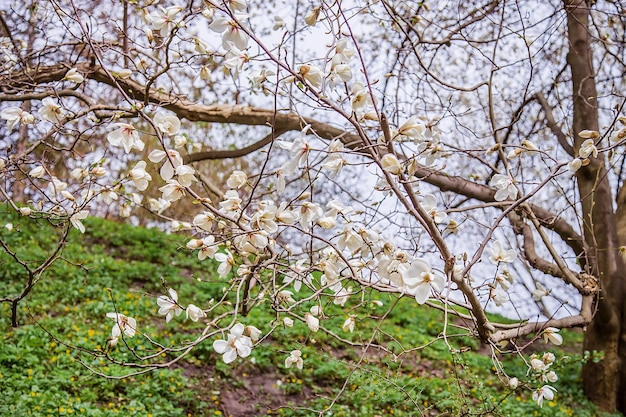 Große rosa und weiße Magnolienbäume blühen an einem Frühlingstag in einem Park