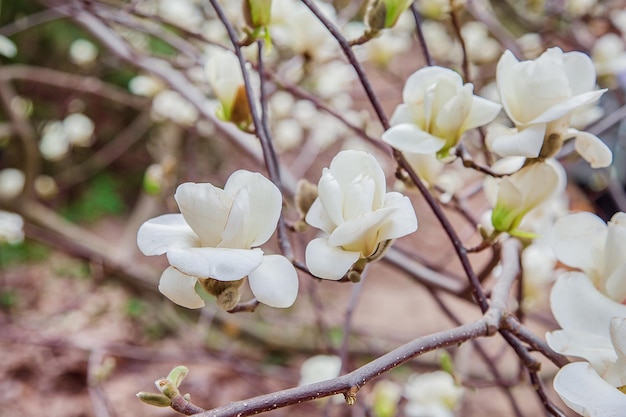 Große rosa und weiße Magnolienbäume blühen an einem Frühlingstag in einem Park