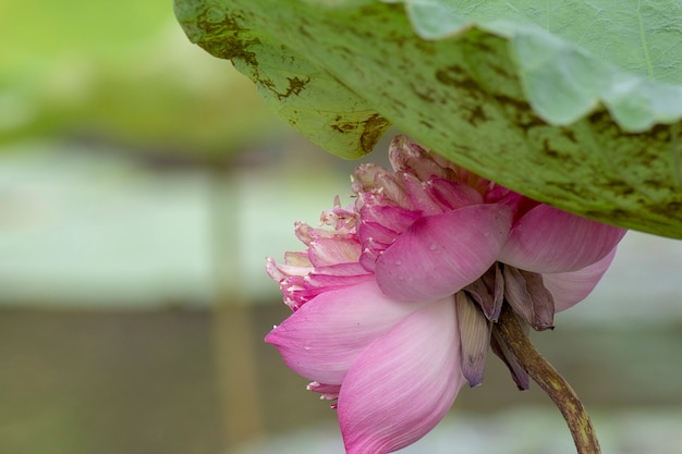 Große rosafarbene Lotosblume unter Abdeckung des Blattes