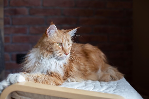 Große rot-weiße Maine-Coon-Katze Die Katze schaut weg und liegt auf einer Couch im Dachboden