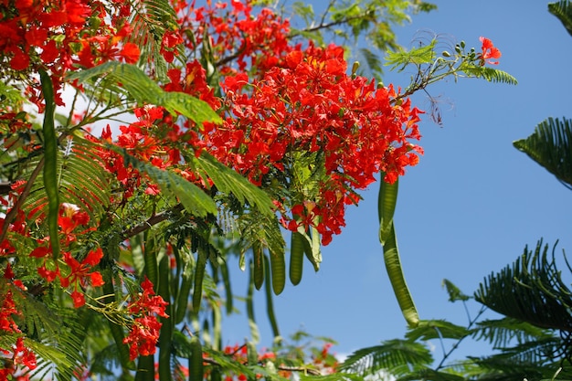 Große rote Blumen blühender Flamboyantbaum