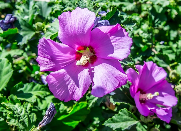 Große rote Hibiskusblüte